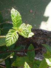 Disonycha spilotrachela