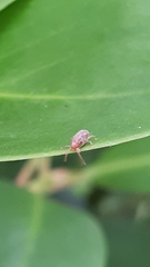 Trombidiformes