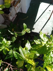 Disonycha spilotrachela