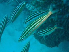 Pterocaesio trilineata