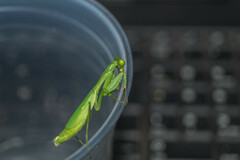 Stagmomantis fraterna