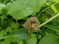Sterculia urens