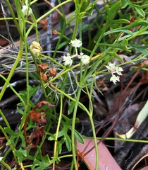 Xanthosia leiophylla