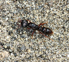 Amblyopone australis