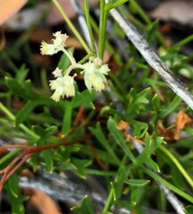 Xanthosia leiophylla