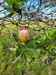 Protea roupelliae roupelliae