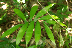 Zamia prasina