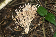 Phaeoclavulina cyanocephala