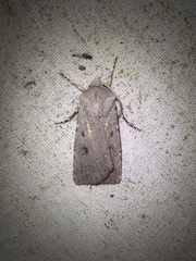 Agrotis vetusta