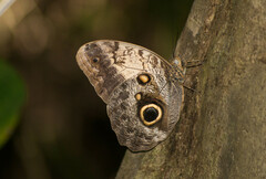 Caligo telamonius memnon