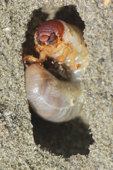 Pericoptus