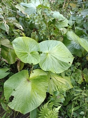 Piper umbellatum