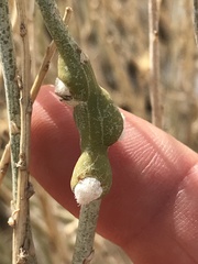 Rhopalomyia chrysothamni
