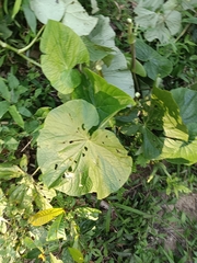 Piper umbellatum