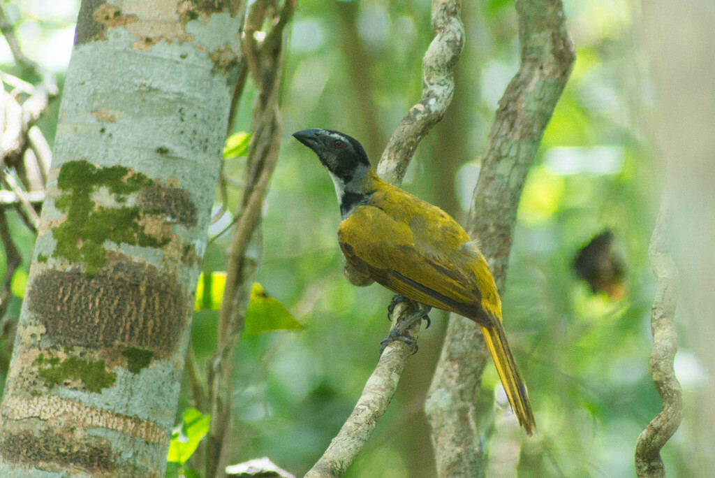 Black-headed Saltator from Chemax Municipality, Yucatan, Mexico on ...