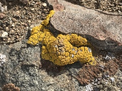 Candelariella rosulans