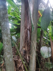 Oenocarpus