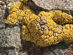 Candelariella rosulans