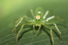Lyssomanes pauper