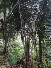 Oenocarpus