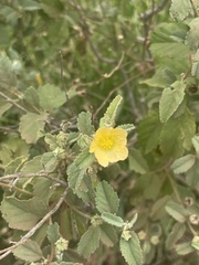 Sida chrysantha