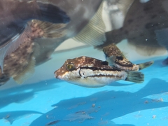 Canthigaster rivulata