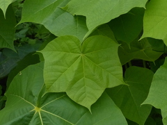 Sterculia urens