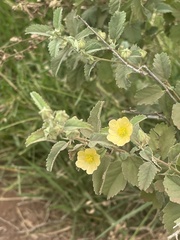 Sida chrysantha