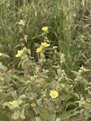 Sida chrysantha