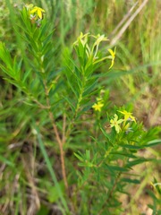 Lasiosiphon triplinervis