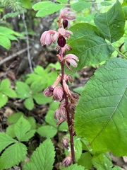 Corallorhiza striata