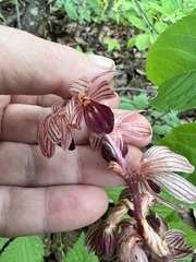 Corallorhiza striata