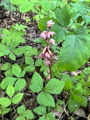Corallorhiza striata