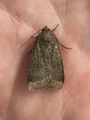 Abagrotis alternata