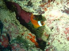 Amphiprion barberi