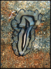 Pseudobiceros gratus