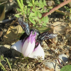 Xylocopa fimbriata