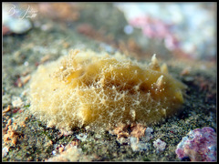 Sclerodoris apiculata
