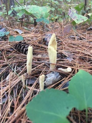 Clavariadelphus ligula