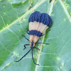 Calopteron reticulatum