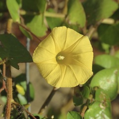 Ipomoea microsepala