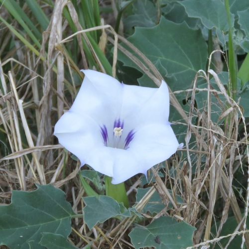 Toloache (Datura discolor)