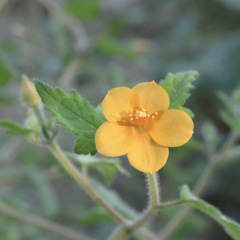 Mentzelia aspera