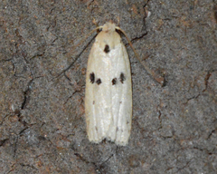 Scythropiodes issikii