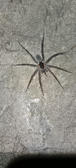 Dolomedes aquaticus