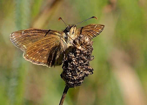 Dingy Skipper