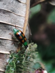 Diabrotica speciosa