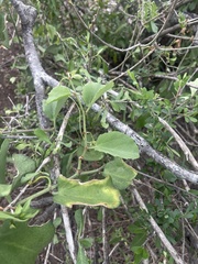 Cissus rotundifolia