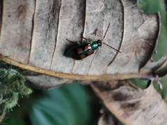 Diabrotica speciosa