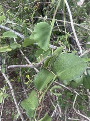 Cissus rotundifolia